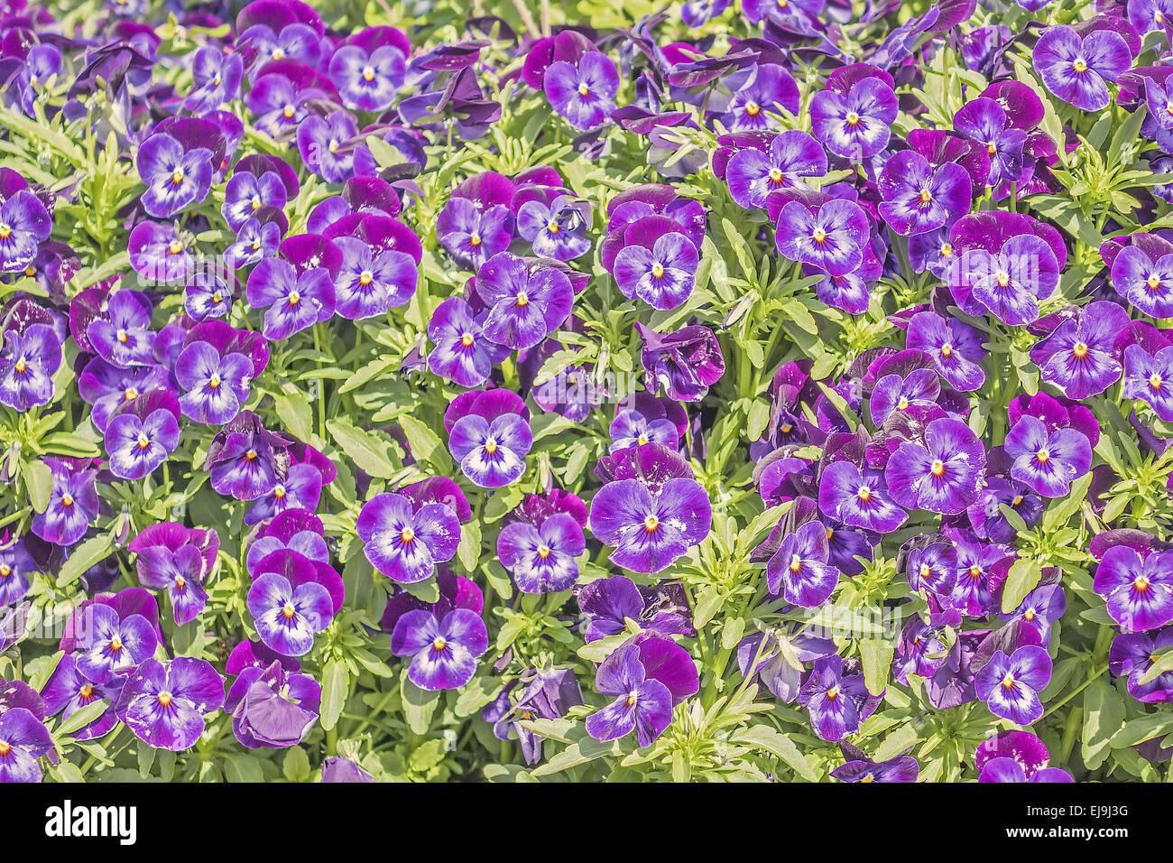 Pansy Flower (Violaceae) Patterns In Nature Stock Photo