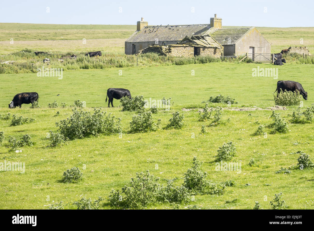 Old farmhouse Mainland Orkney Islands UK Stock Photo