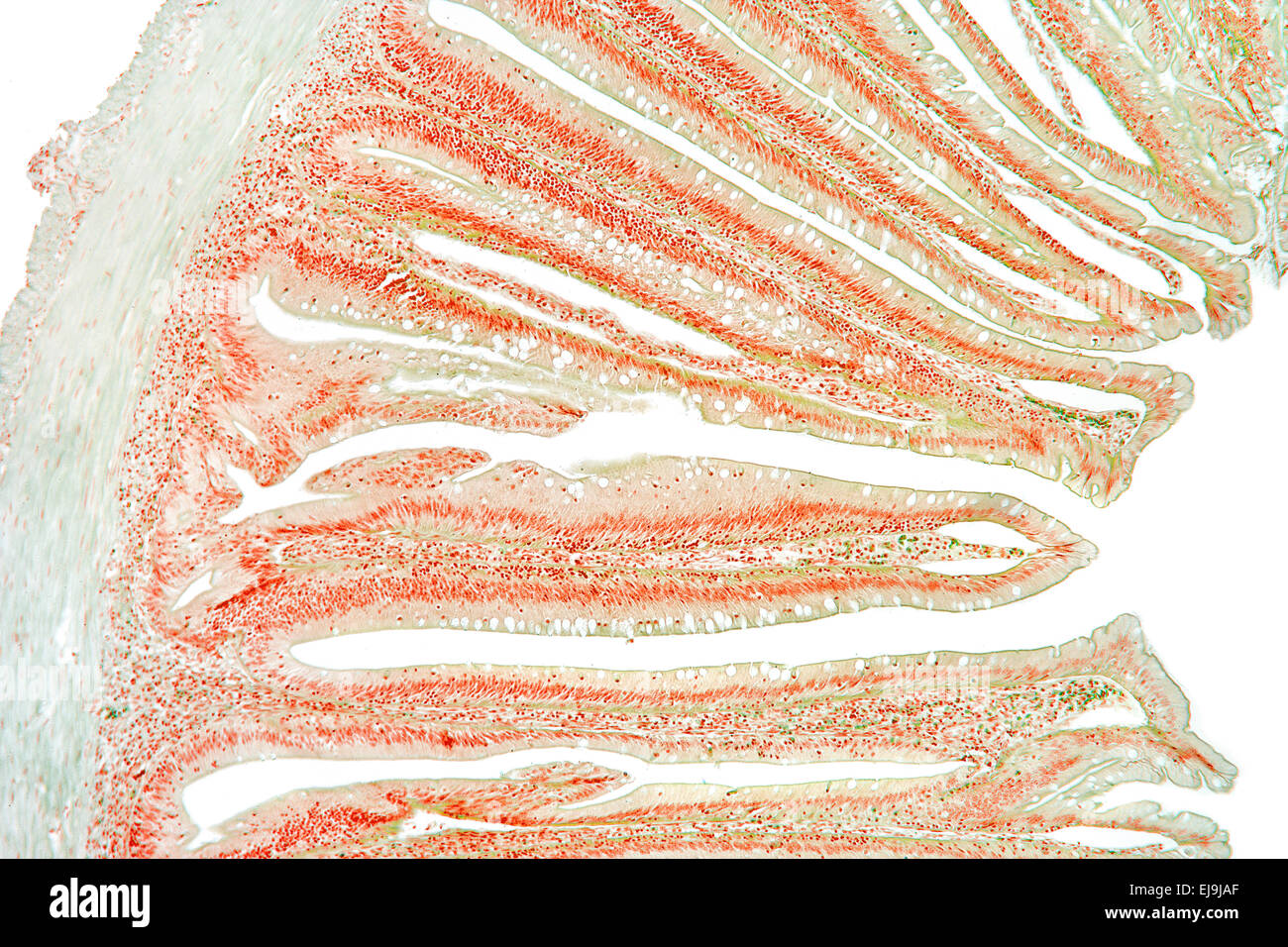 Rudd fish intestine villi brightfield photomicrograph Stock Photo