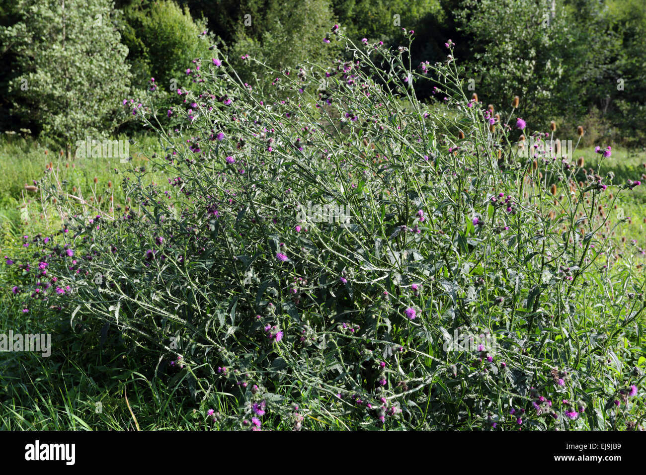 Welted thistle, Carduus crispus Stock Photo