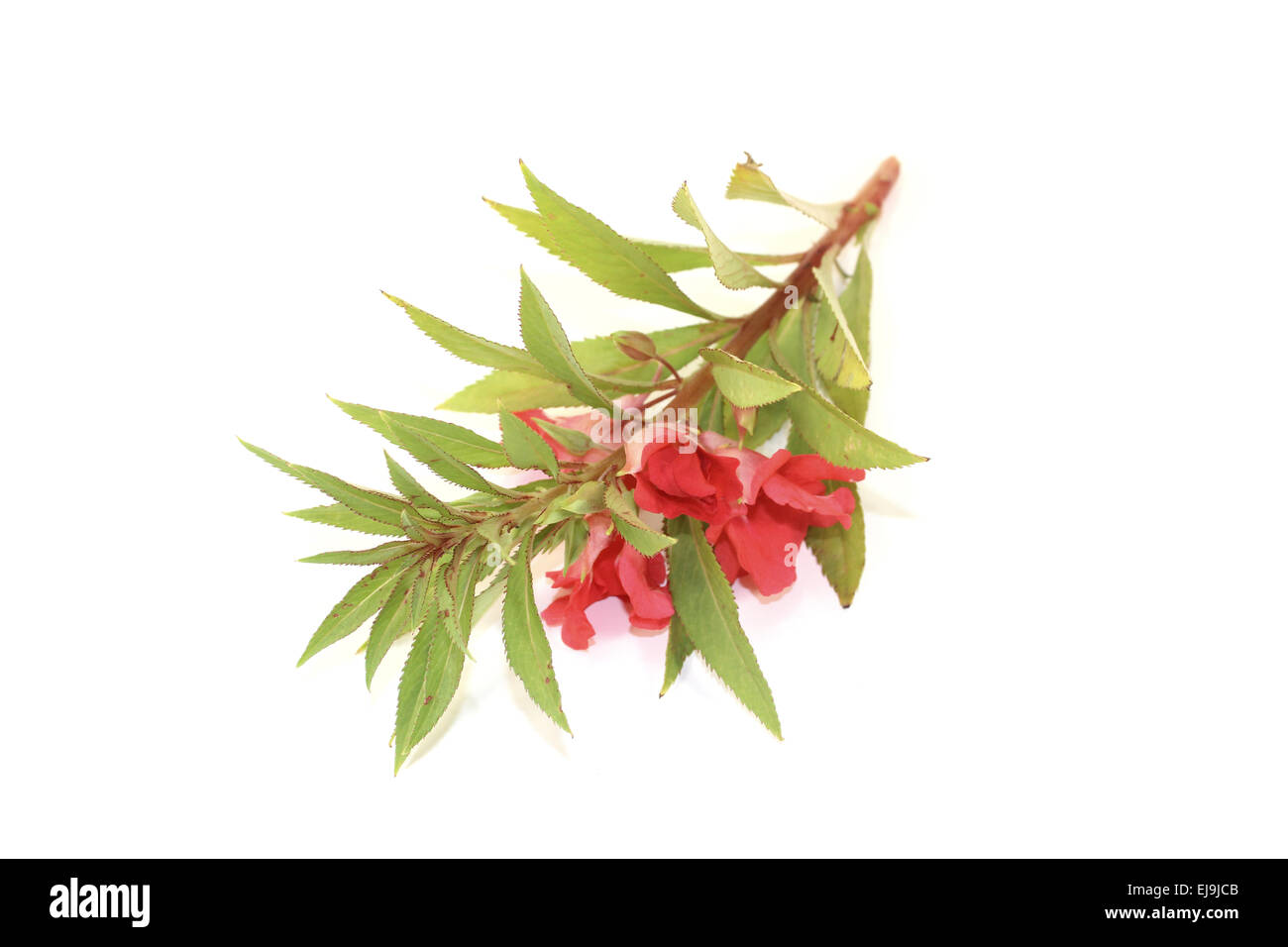 red balsam Stock Photo