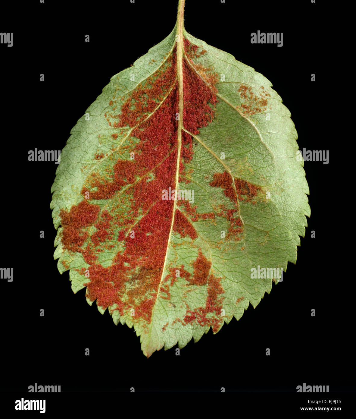 Red velvet appearance of Eriophyid mite galls on the underside of an apple leaf Stock Photo