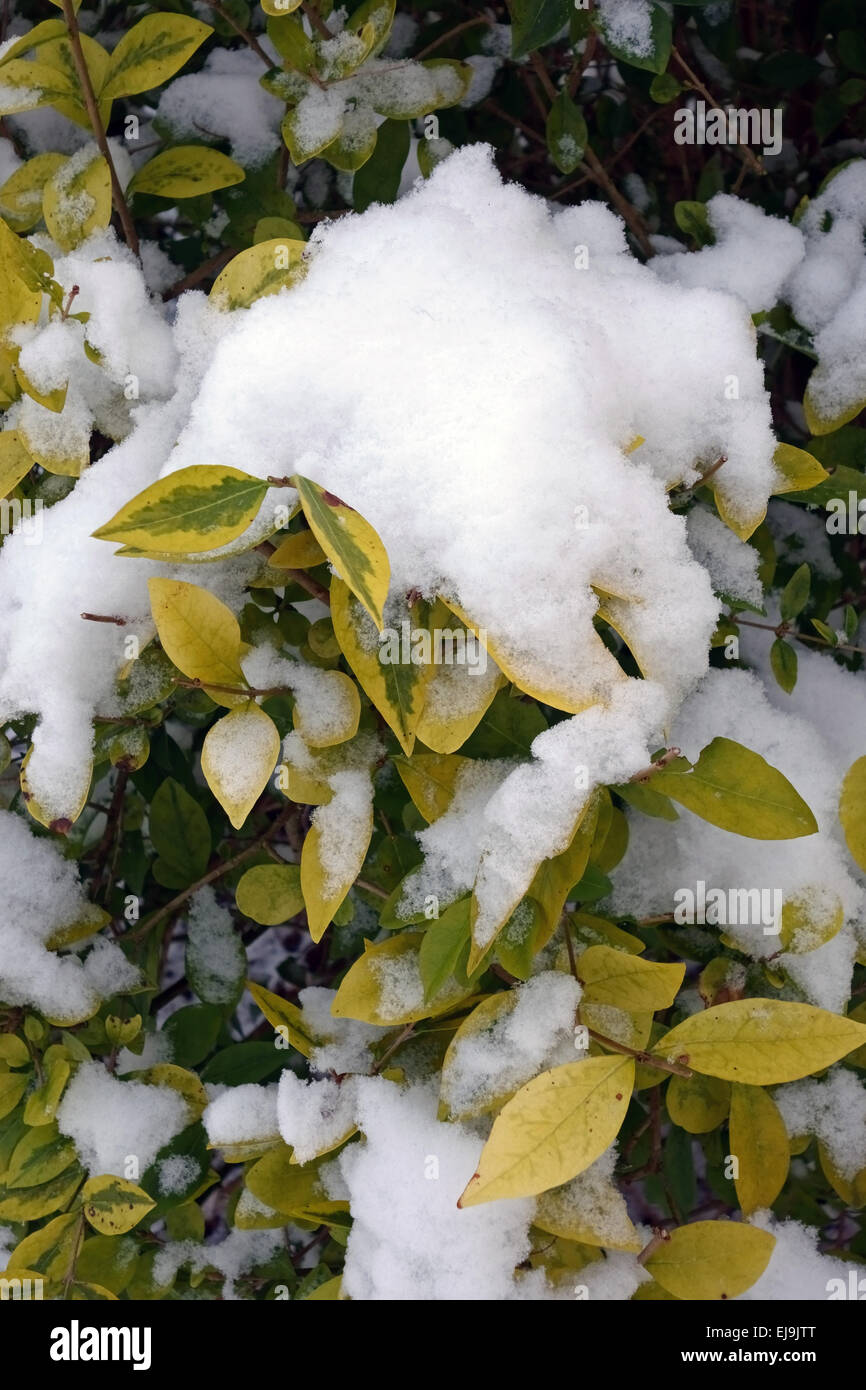 Fresh snow collecting on the leaves of a variegated Japanese privet hedge, Ligustrum japonicum Stock Photo