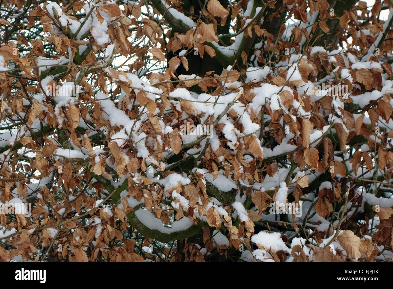 Freshly fallen snow on dry brown leaves of a beech hedge in winter, Berkshire, February Stock Photo