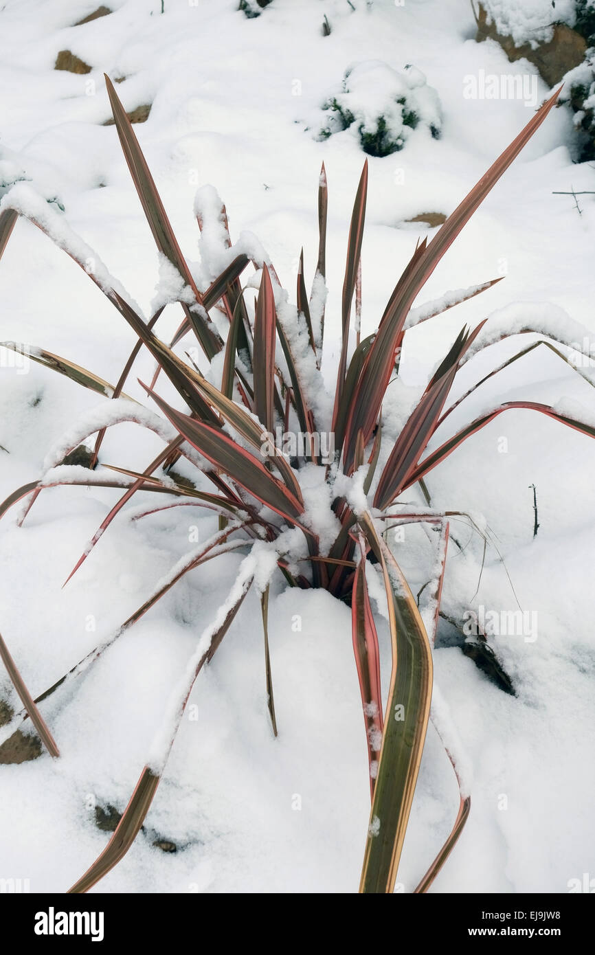 A young New Zealand flax, Phormium 'Maori Queen', plant with fresh snow covering, Berkshire, February Stock Photo