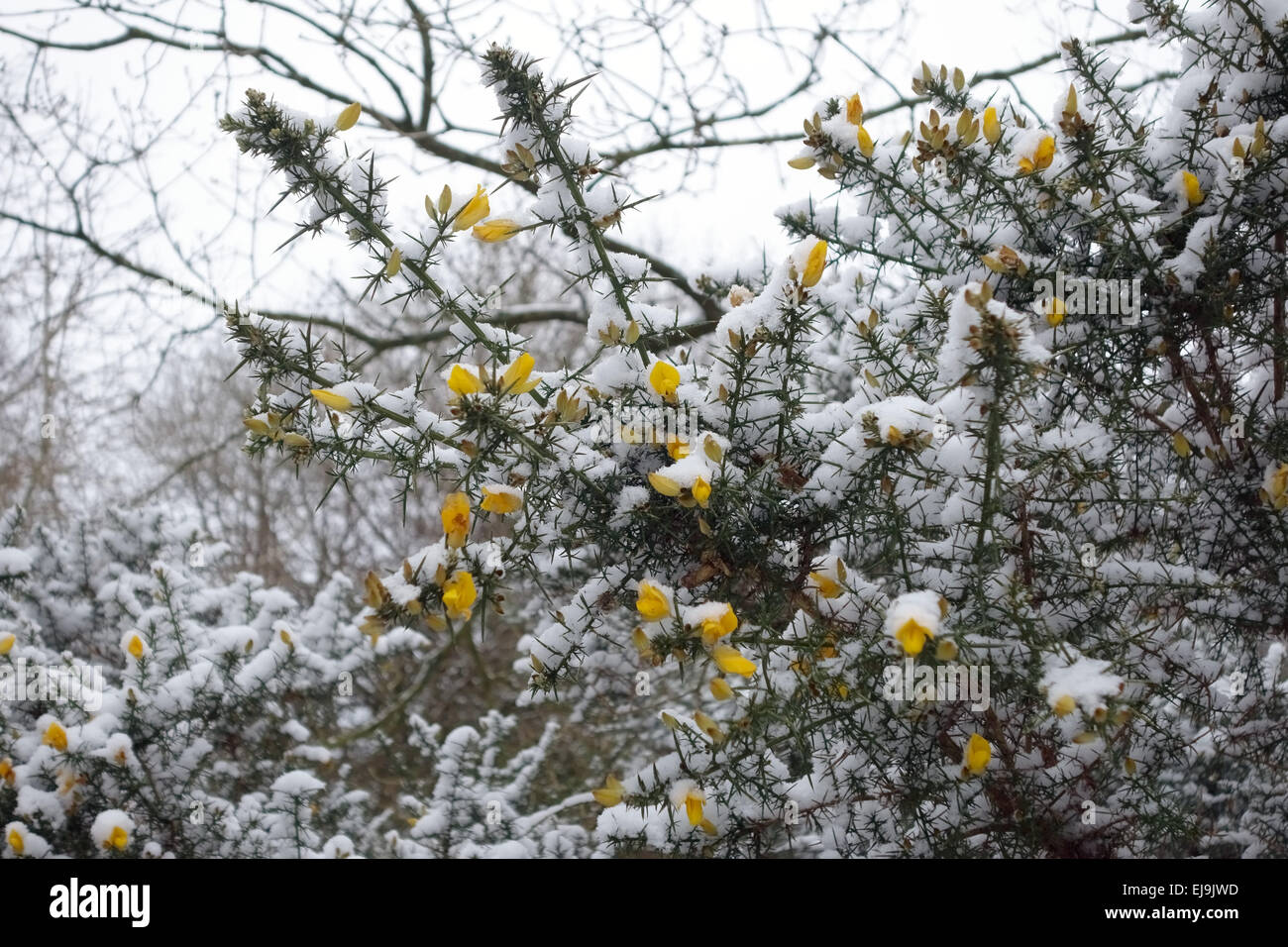 Freshly fallen snow on a gorse bush, Ullex europeaus, in flower in winter, Berkshire, February Stock Photo