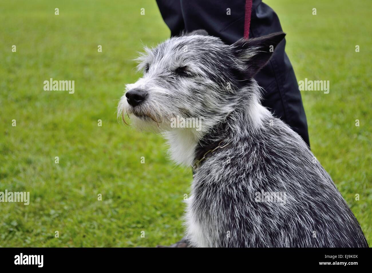 shaggy black and white dog with leash Stock Photo