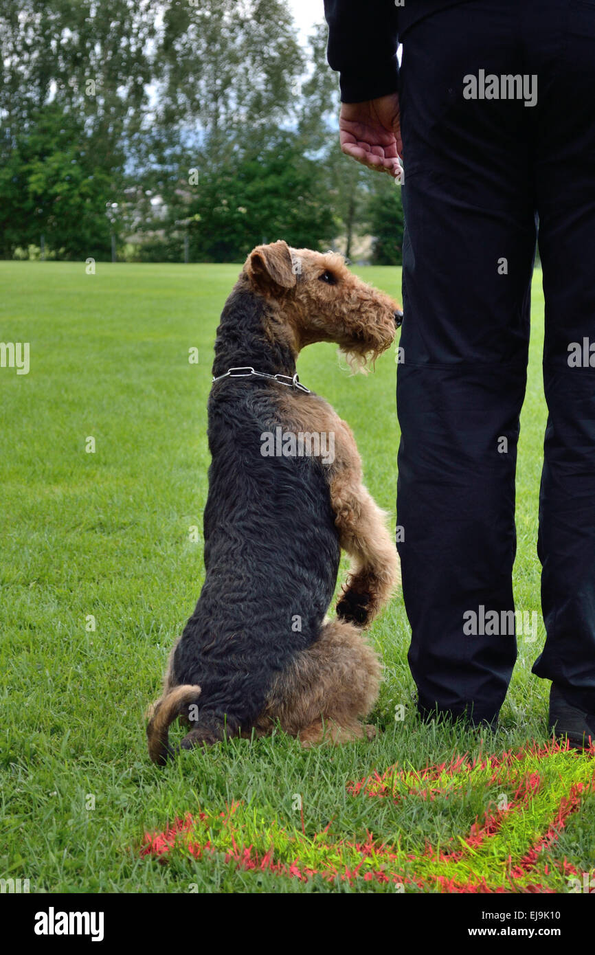 Dog sitting next to owner Stock Photo