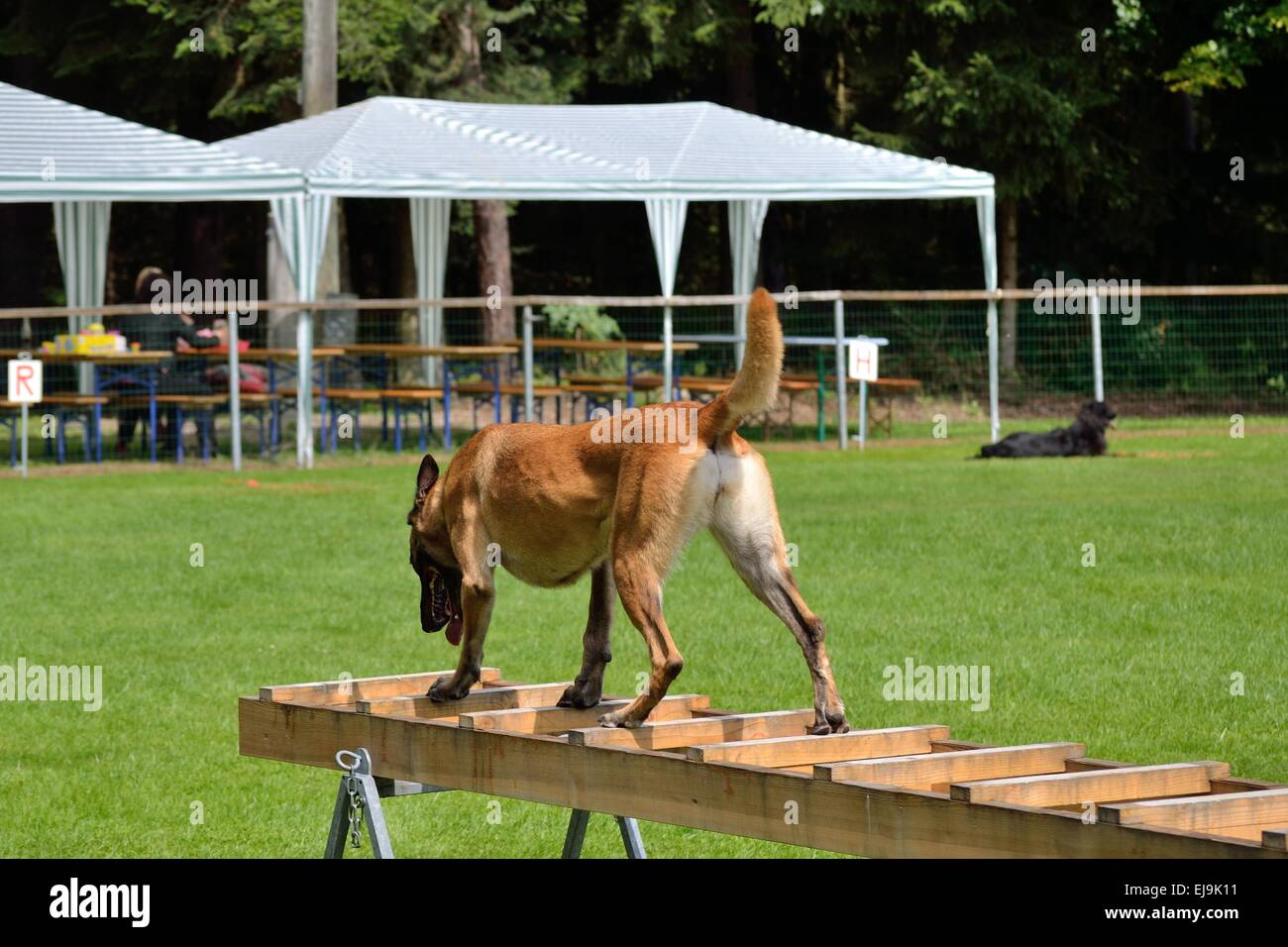 Malinois dogs on a rescue ladder Stock Photo