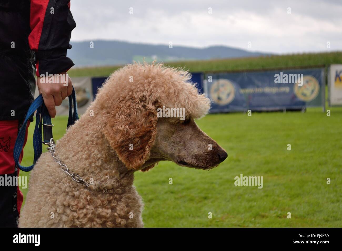 Poodle on leash at dog owners Stock Photo