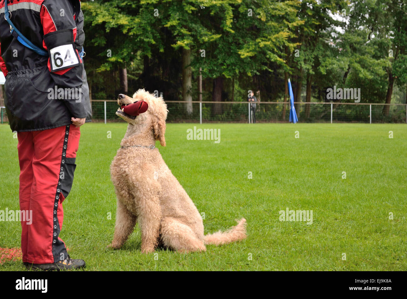 Poodle to rerieve on dog test Stock Photo