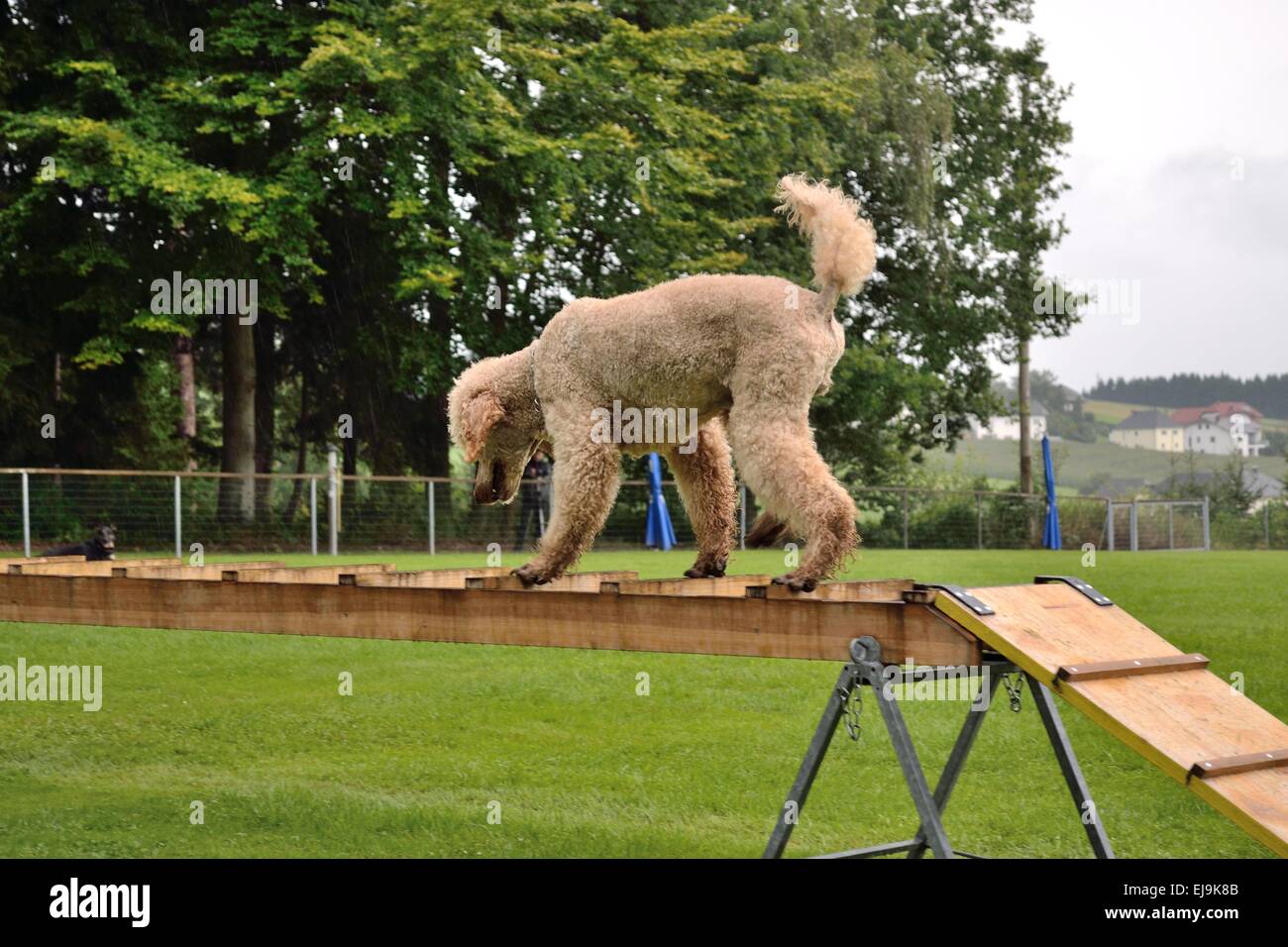 Poodle on a rescue ladder Stock Photo