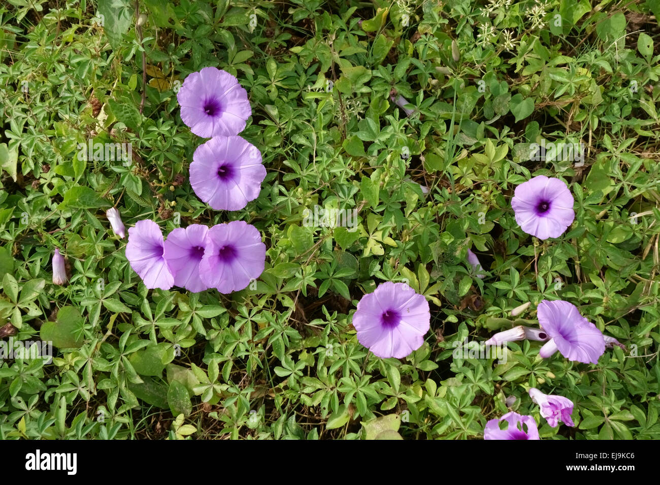 Flowers of beach morning glory, Ipomoea pes-caprae, flowers among other creeping plants on a beach in Thailand, March Stock Photo