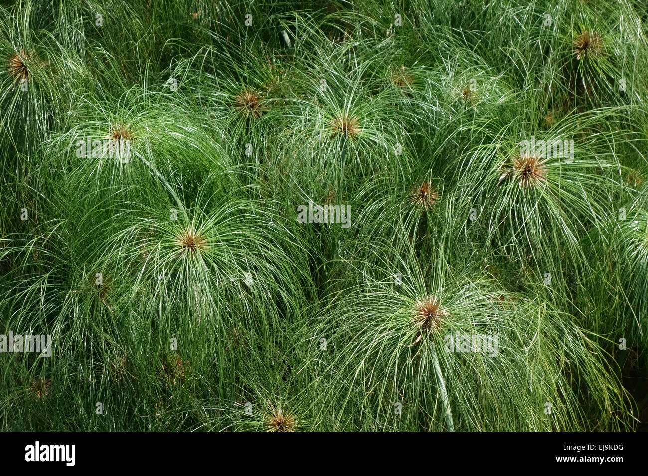 Egyptian paper plant, paper reed, nile grass, Cyperus papyrus, plants on Koh Kret, Bangkok, Thailand, February Stock Photo