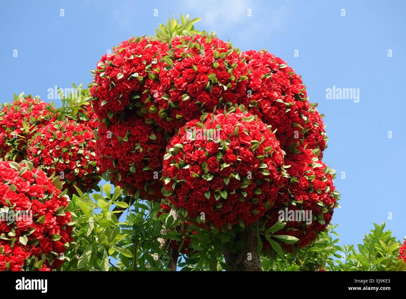 False red paper flowers decorating a real tree, Nonthaburi, Thailand, February Stock Photo