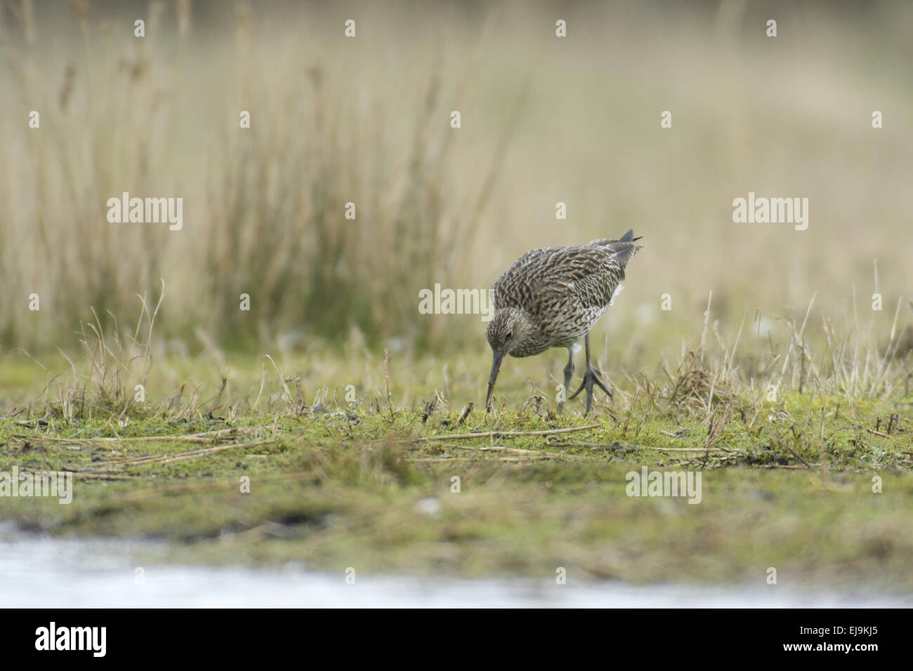 Eurasian Curlew Stock Photo