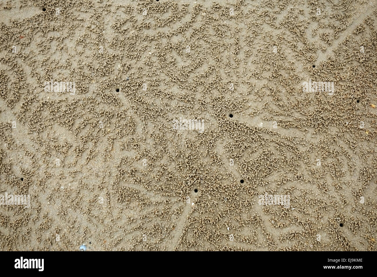 Patterns formed by balls and escape holes created by sand bubbler crabs, Scopimera spp., at low tide on a beach near Krabi on th Stock Photo