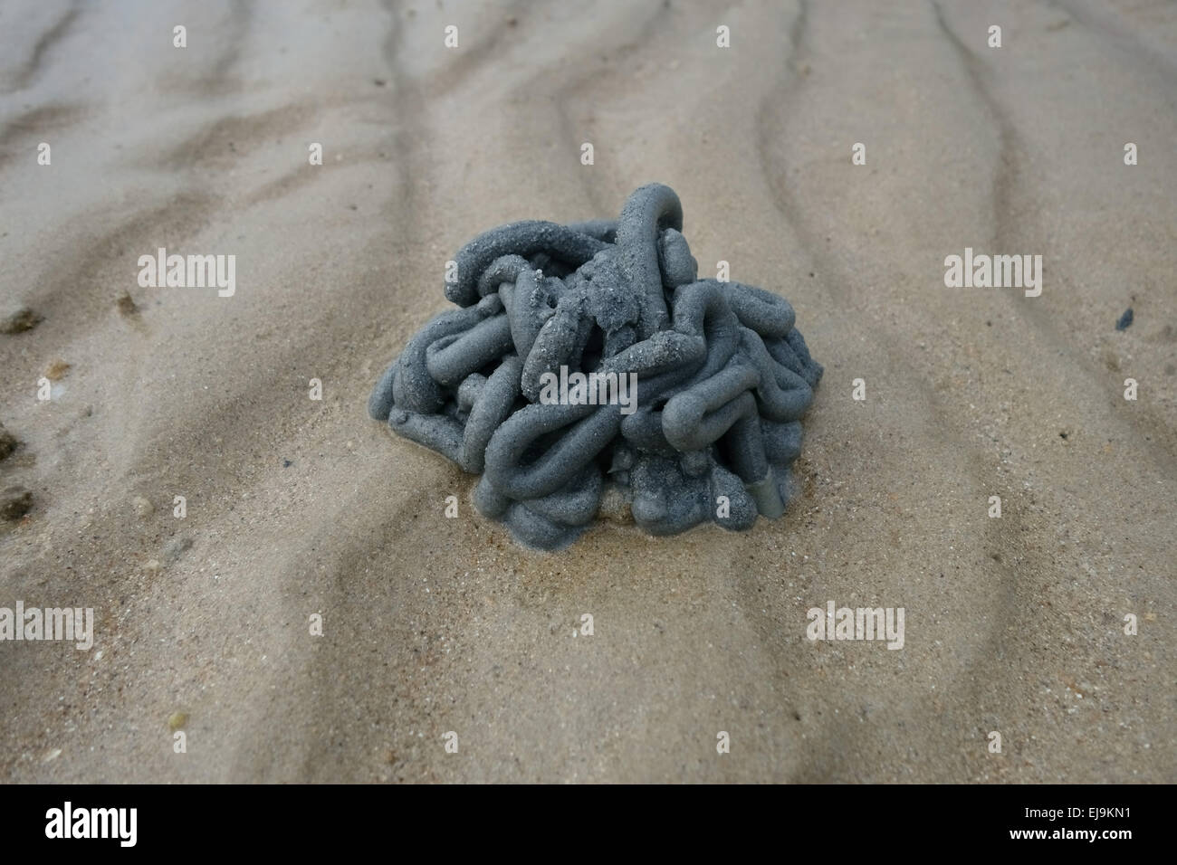 Dark sand thrown up in a worm cast created by a marine Hemichordata worm on a beach at low tide in Southern Thailand Stock Photo