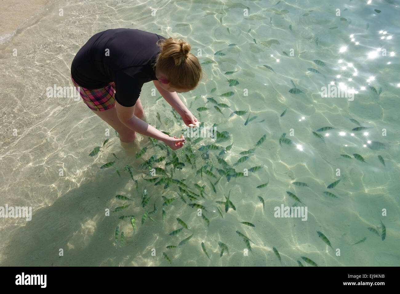 A girl and young boy feeding Indo-Pacific sergeant fish, Abudefduf vaigiensis, in the clear waters off Koh Poda in the Andaman S Stock Photo