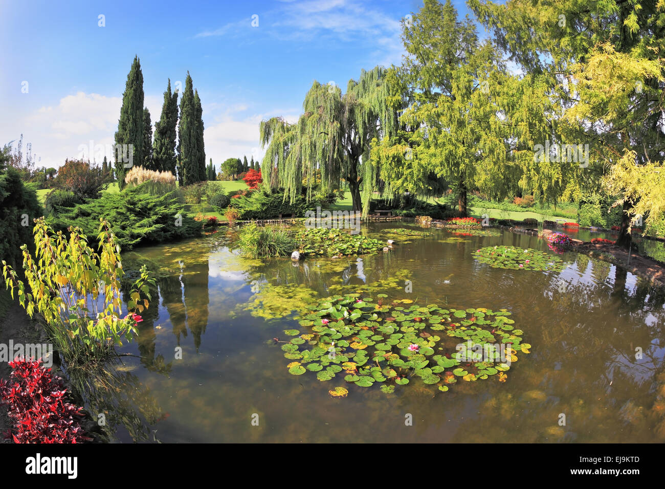 The pond surrounded by green shrubs Stock Photo