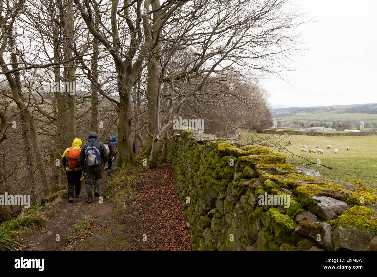 Walkers walking by Mill Gill at Askrigg, North Yorkshire Dales National