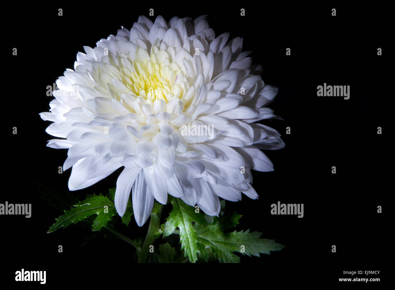 Soft white chrysanthemum hi-res stock photography and images - Alamy