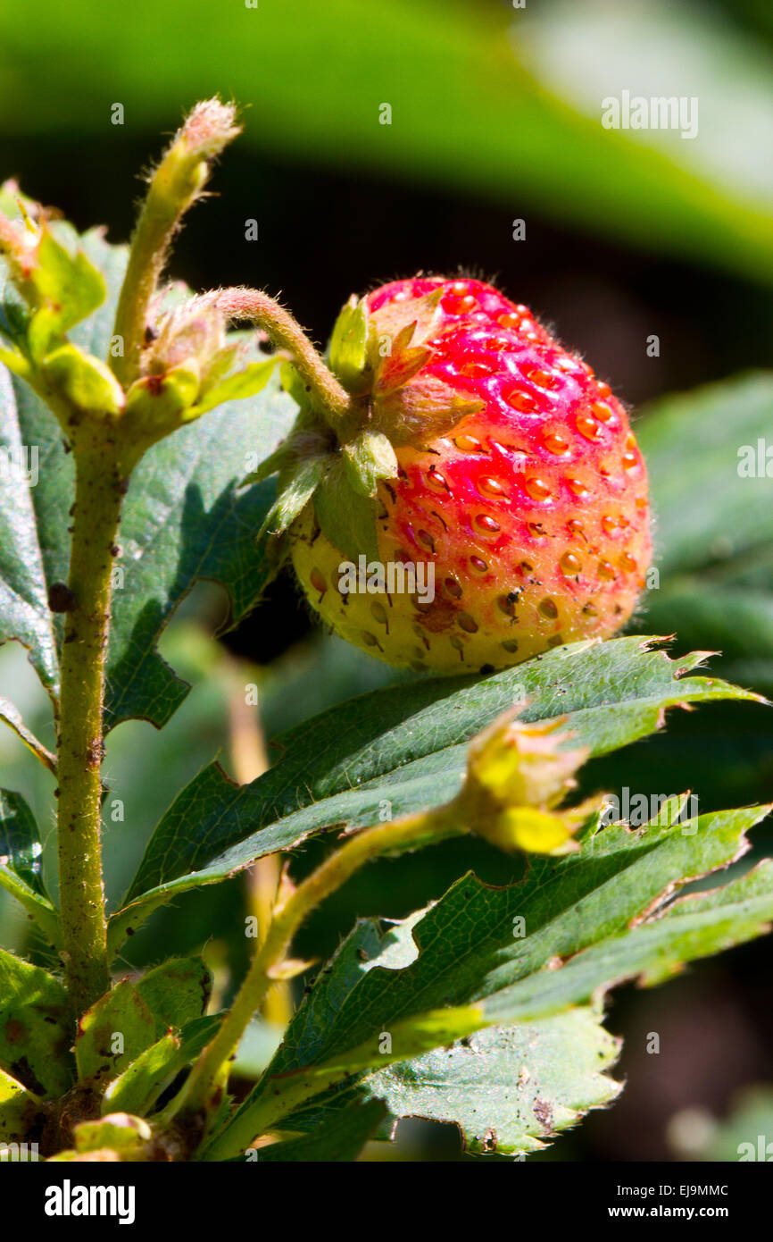 Fresh strawberry outdoor hi-res stock photography and images - Alamy