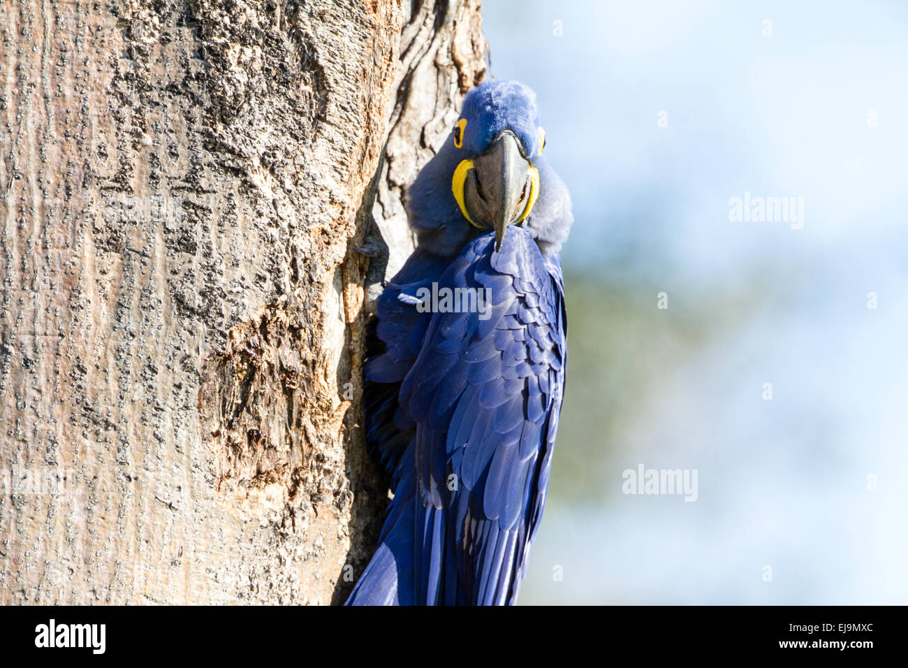 Hyacinth macaw Stock Photo