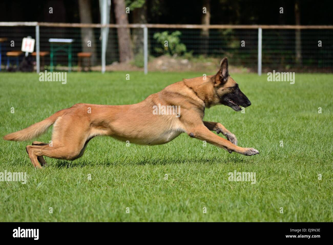 Belgian Shepherd runs Stock Photo