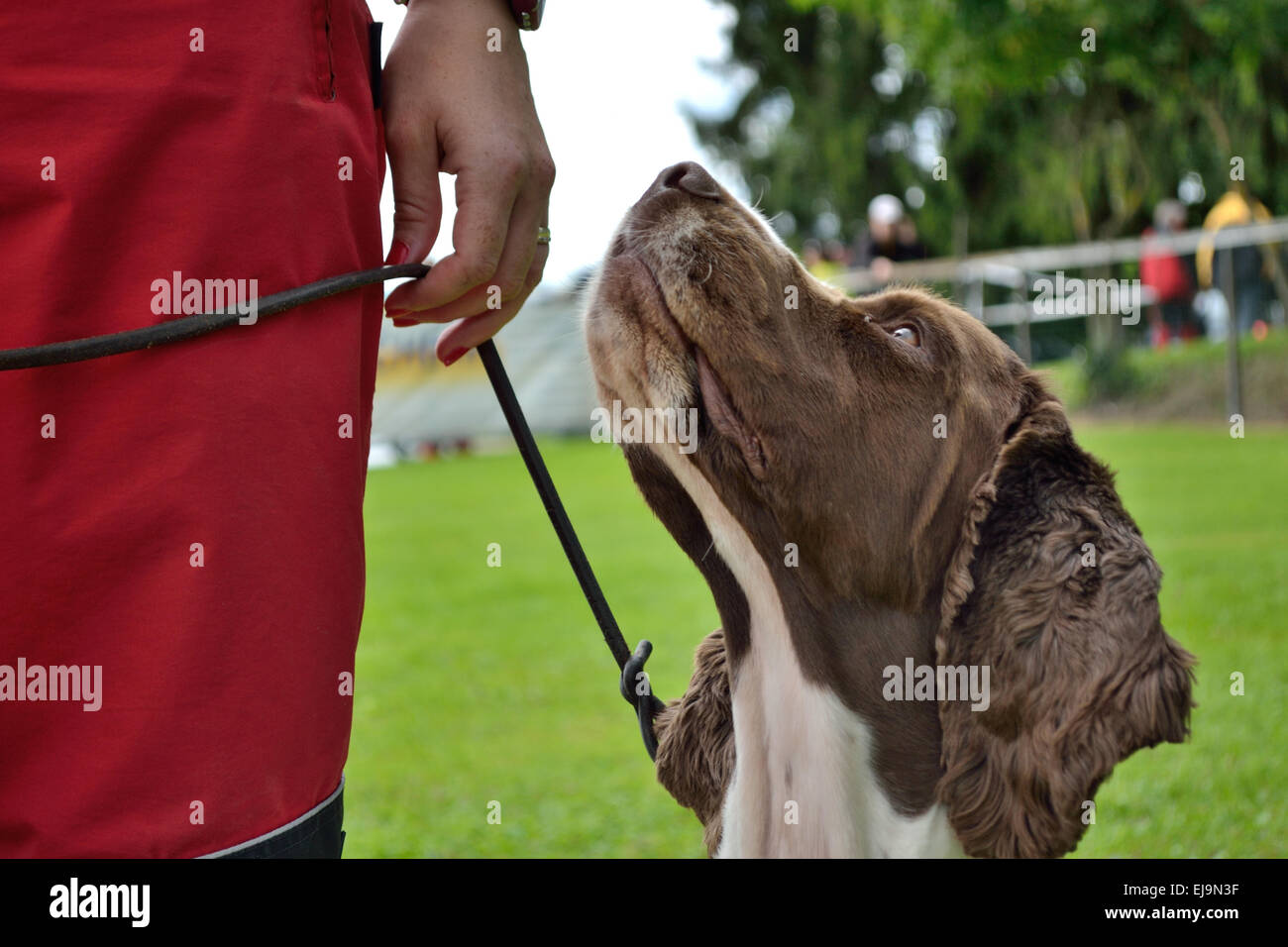 Dog on a leash - Close-up Stock Photo