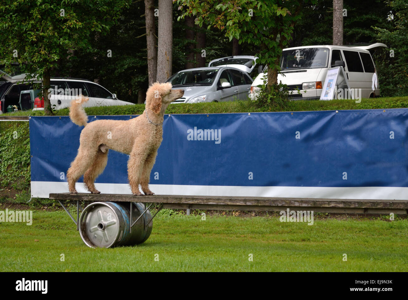 Poodle on mobile hurdle Stock Photo