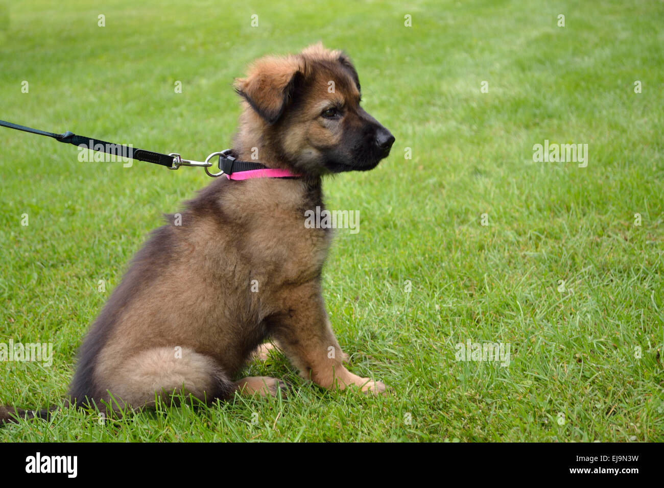 Sheepdogs puppy on leash in the meadow Stock Photo