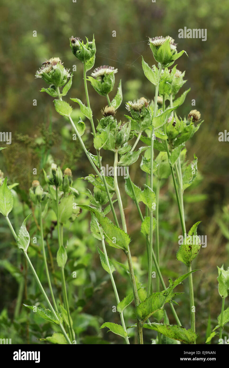 Cabbage thistle, Cirsium oleraceum Stock Photo
