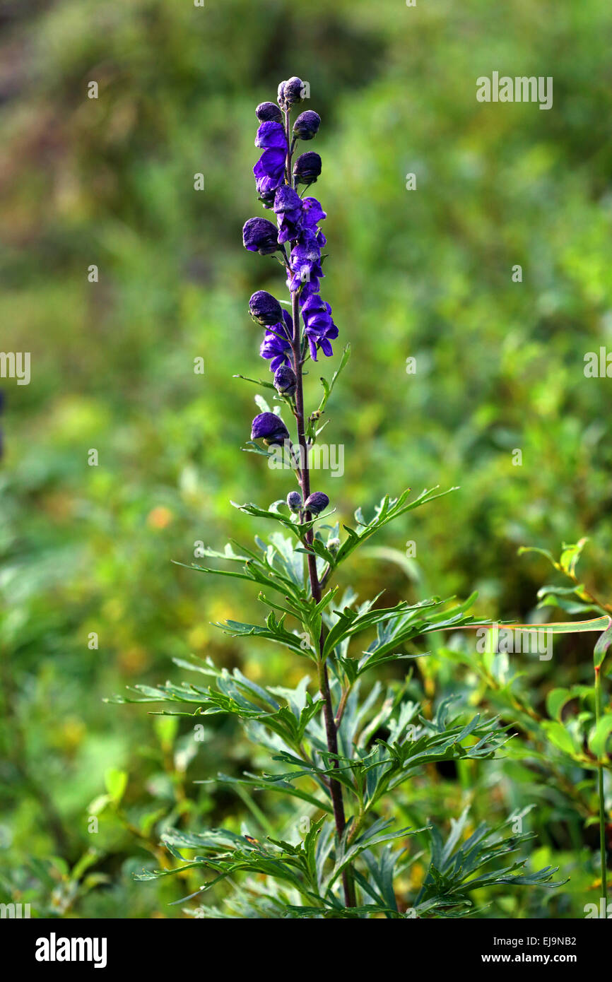 Monkshood, Aconitum napellus Stock Photo