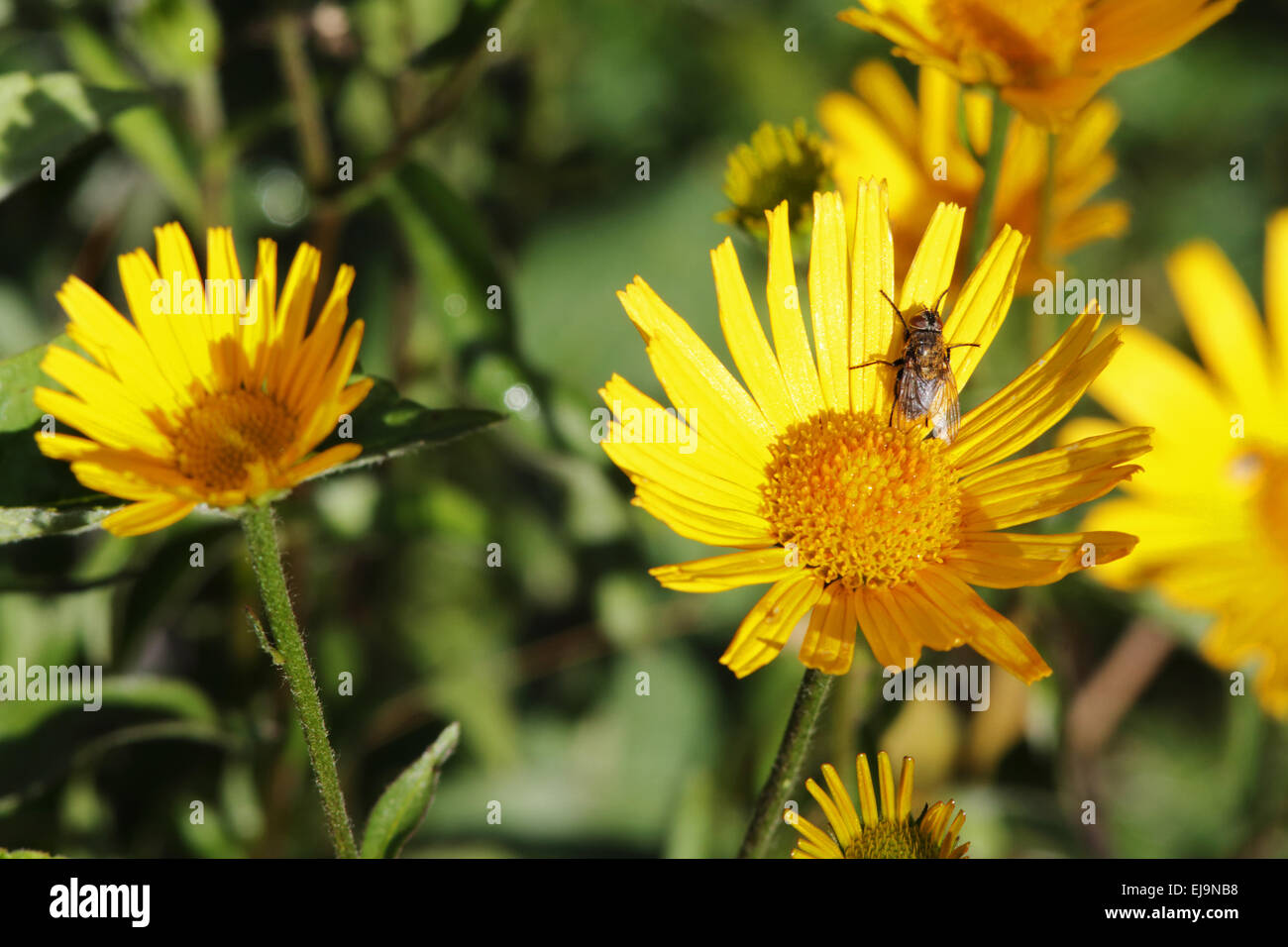 Willow-leaf oxeye, Buphthalmum salicifolium Stock Photo