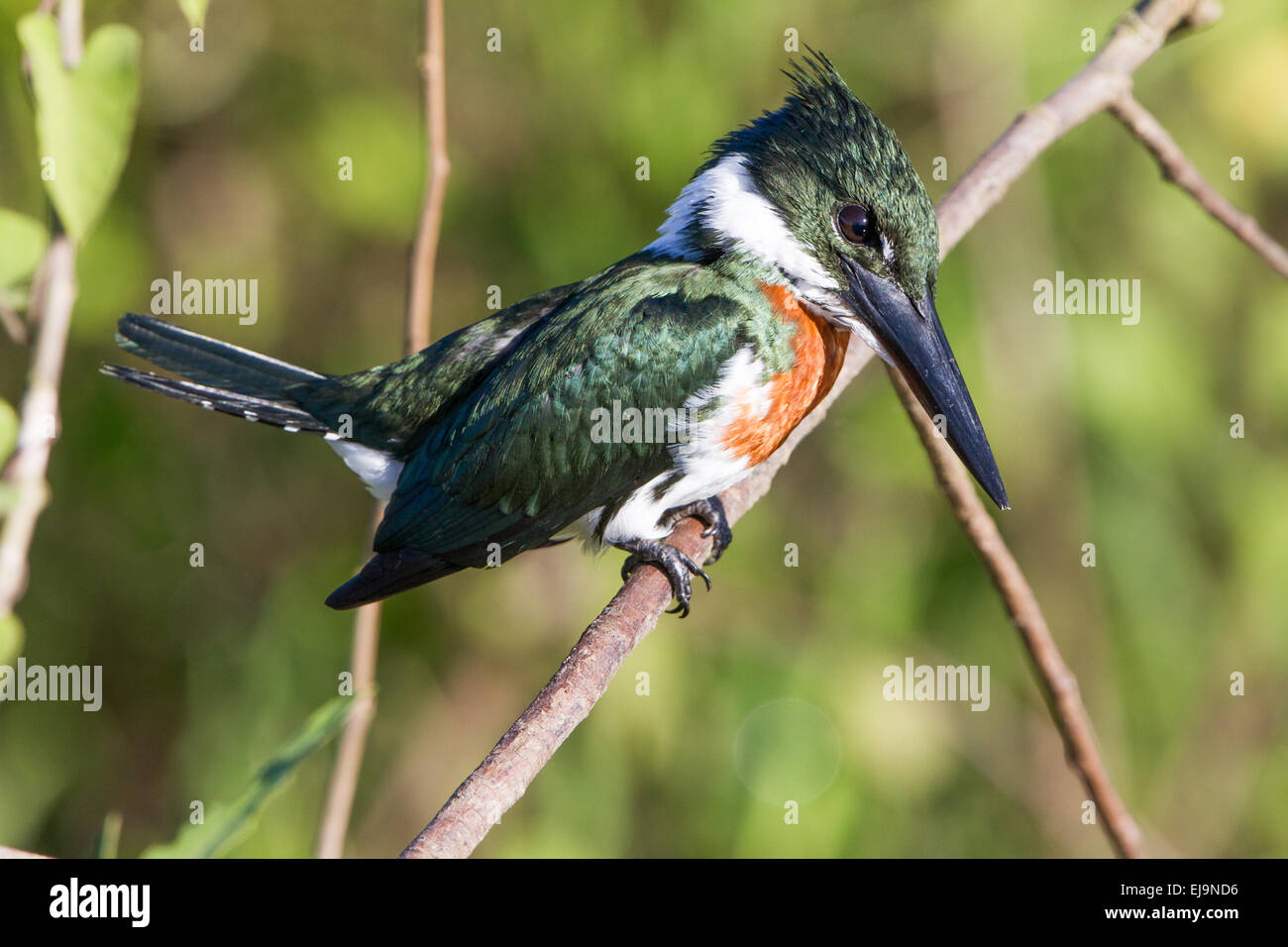 Amazon kingfisher Stock Photo