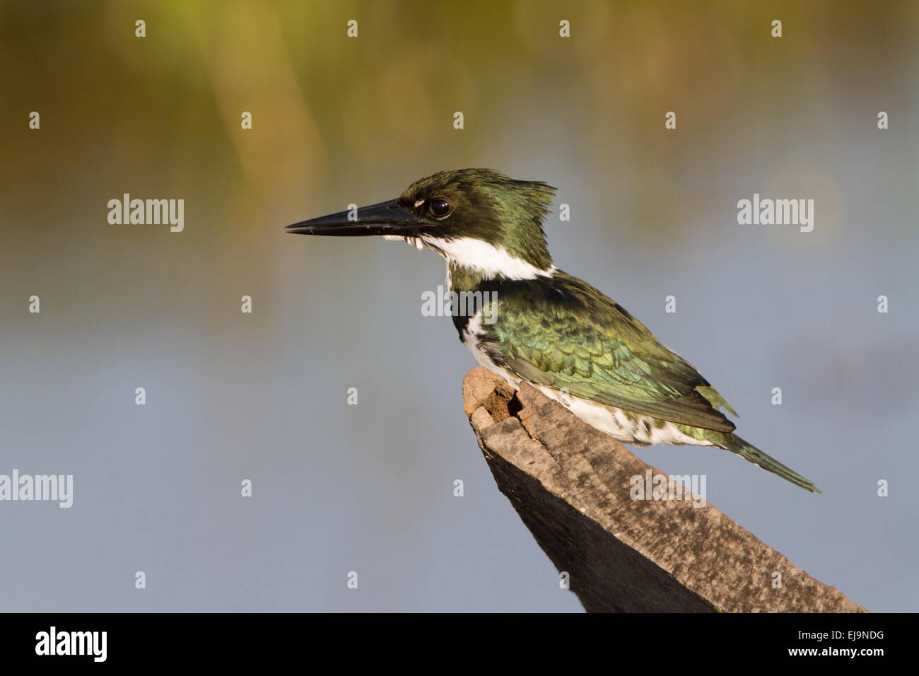 Amazon kingfisher Stock Photo