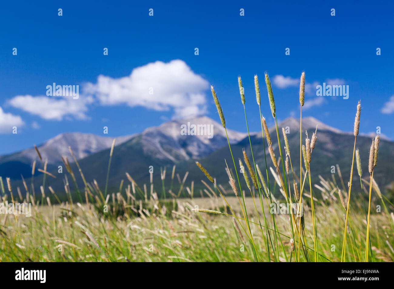 Grasses of colorado hires stock photography and images Alamy