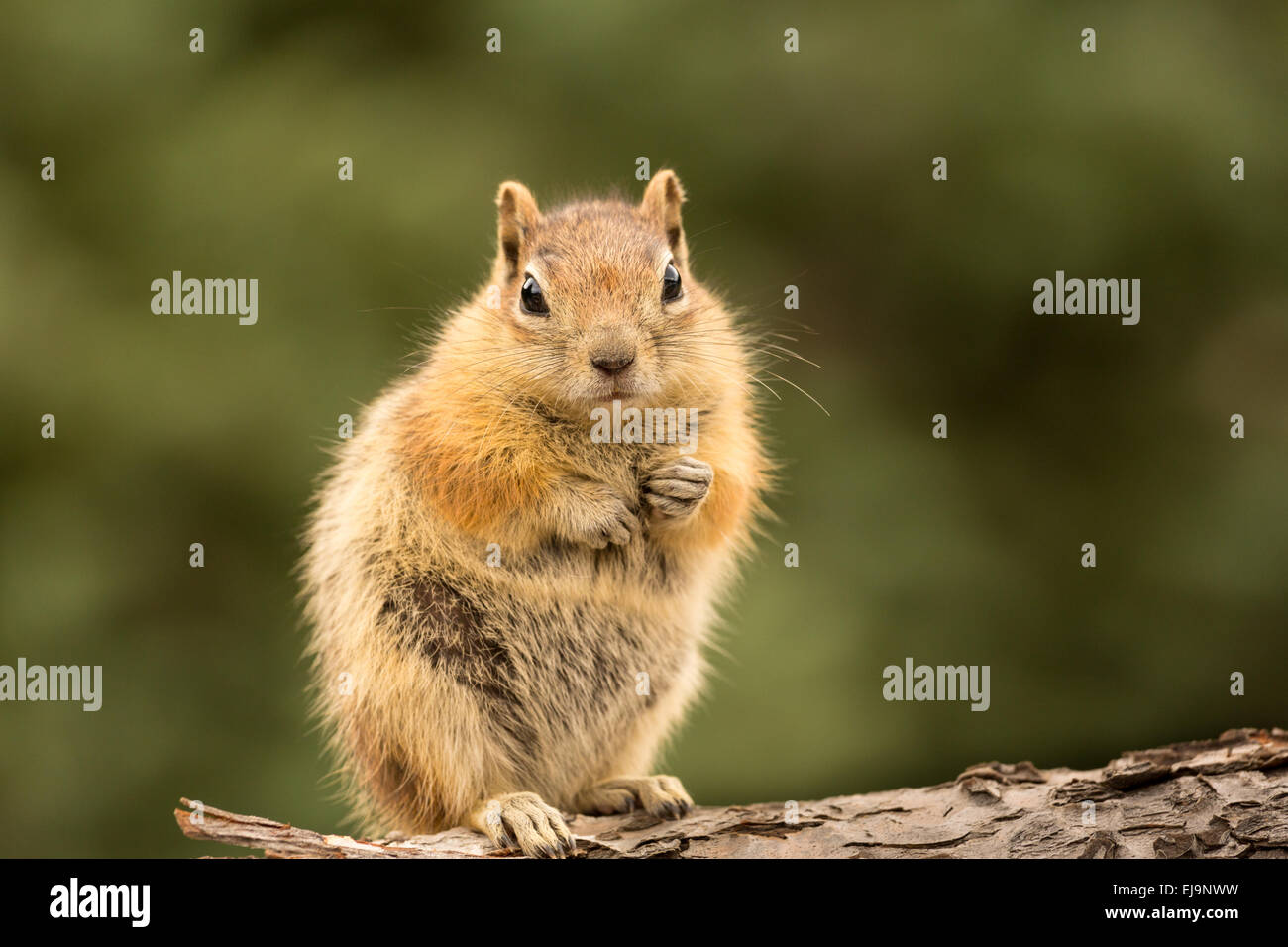 Cute Chipmunk well fed on nuts and seeds Stock Photo