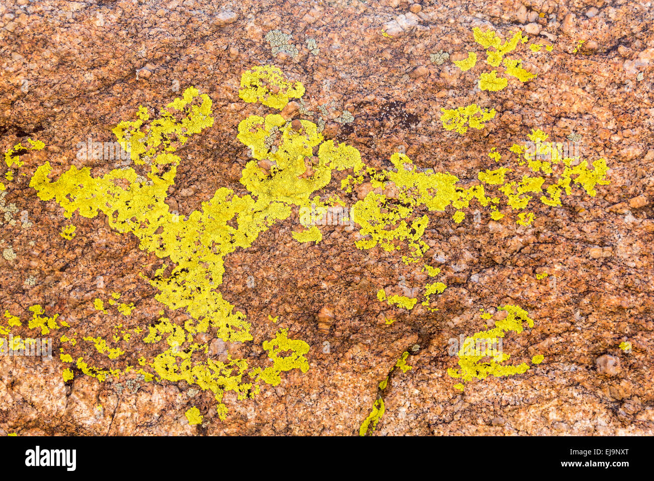 Close up of green lichen on granite rocks Stock Photo