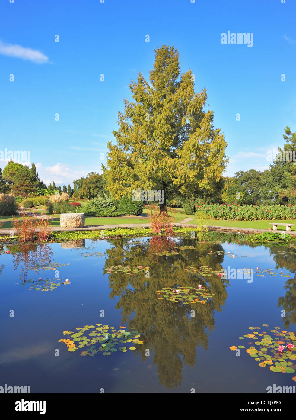 The smooth water of the pond Stock Photo Alamy