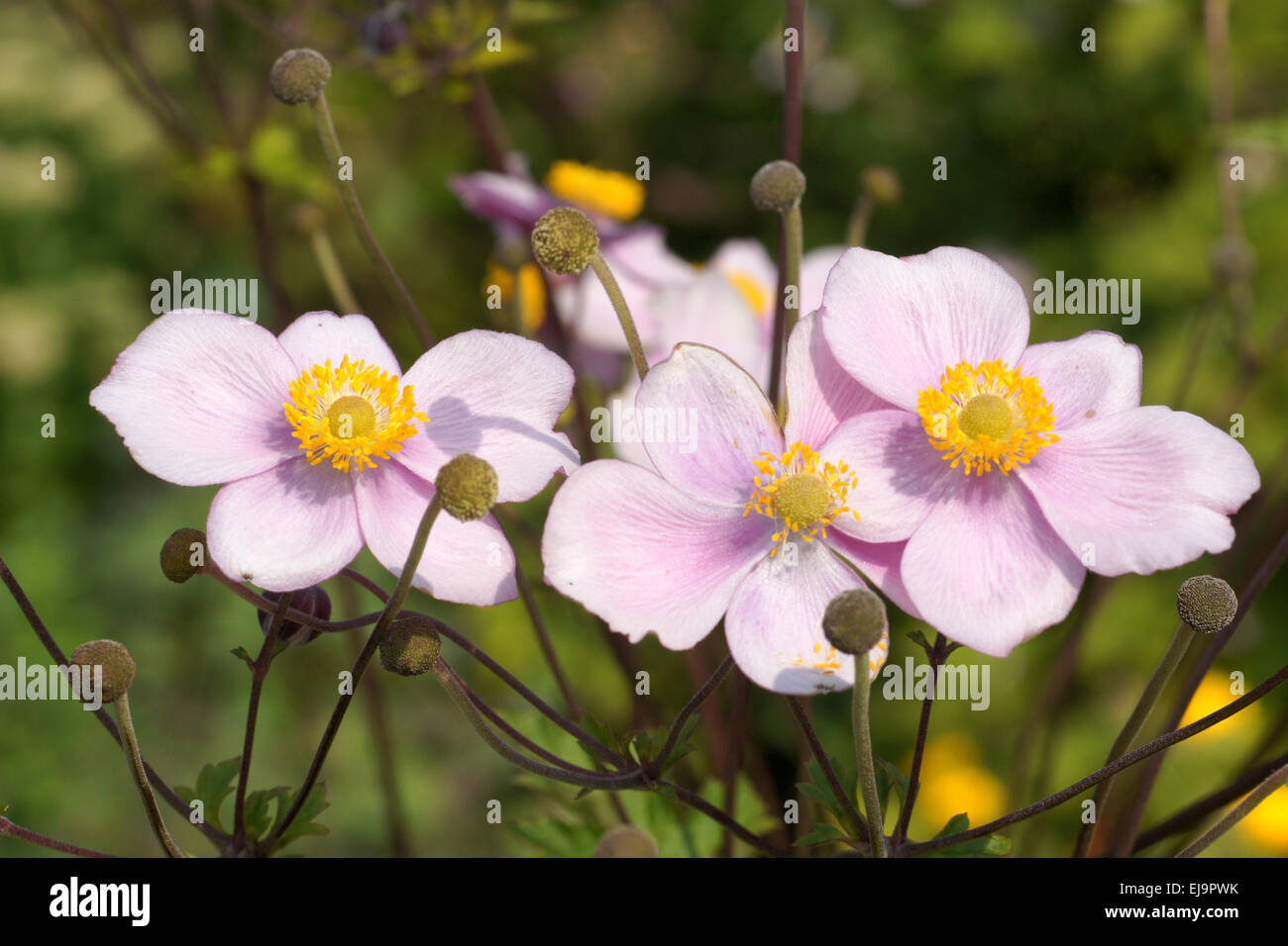 Japanese anemone Stock Photo
