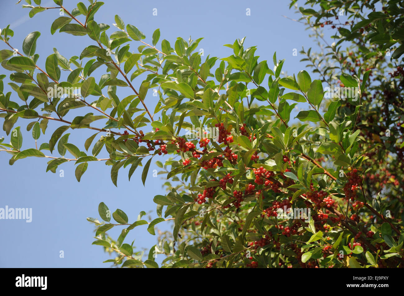 Japanese silverbe hi-res stock photography and images - Alamy