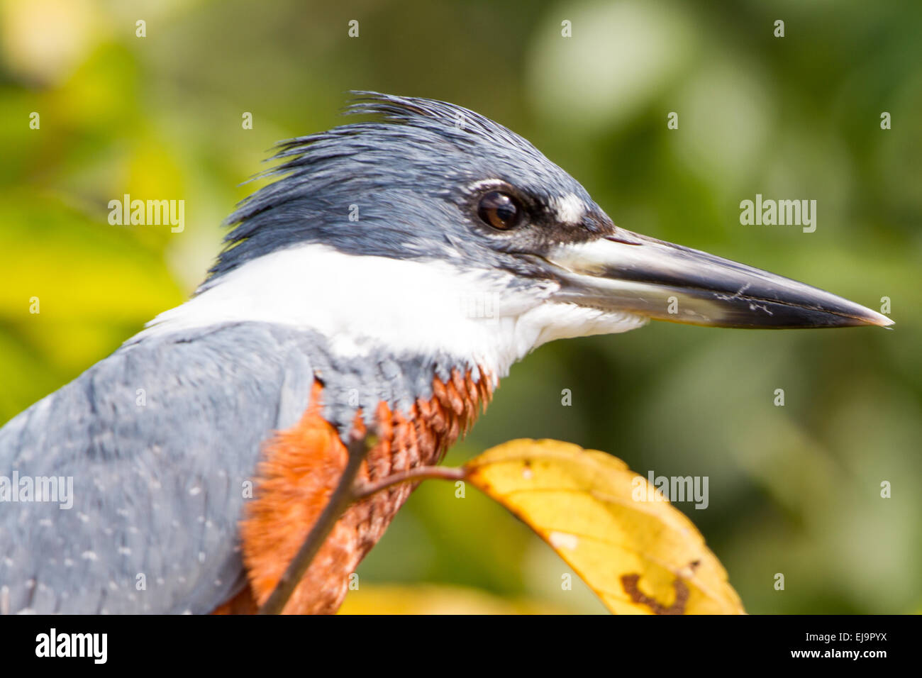 Ringed kingfisher Stock Photo - Alamy
