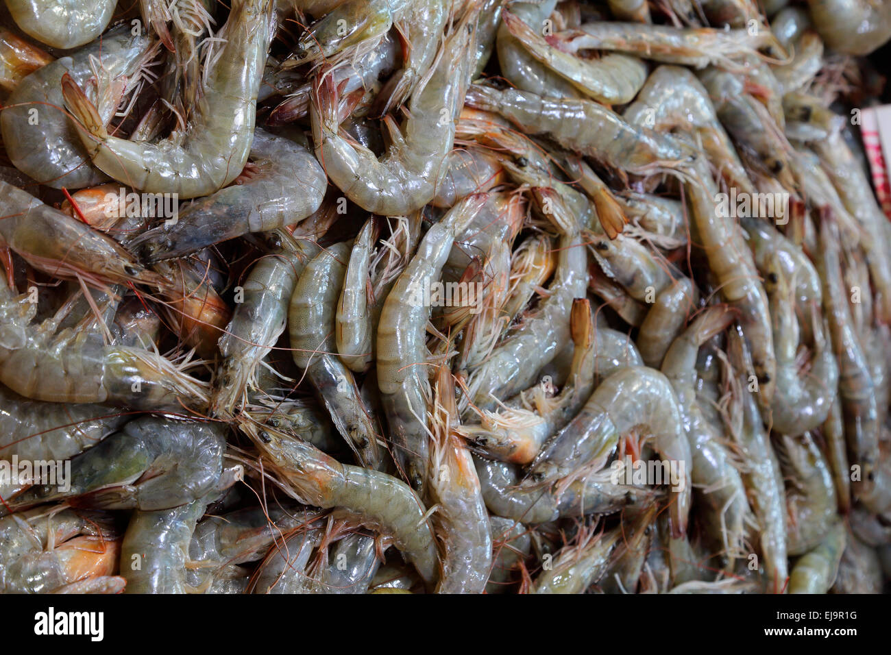 Greece Athens Athinas Central Market shrimp Stock Photo