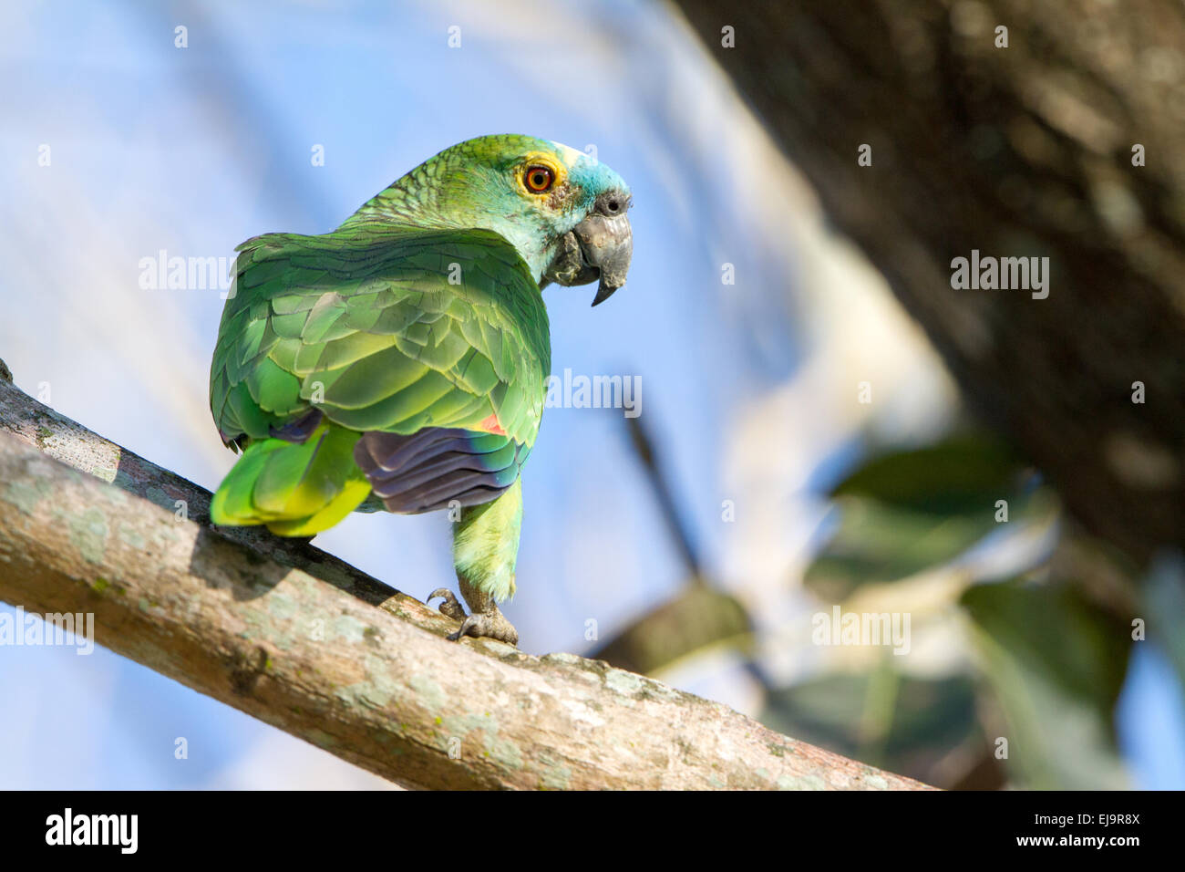 Orangewinged amazon Stock Photo Alamy