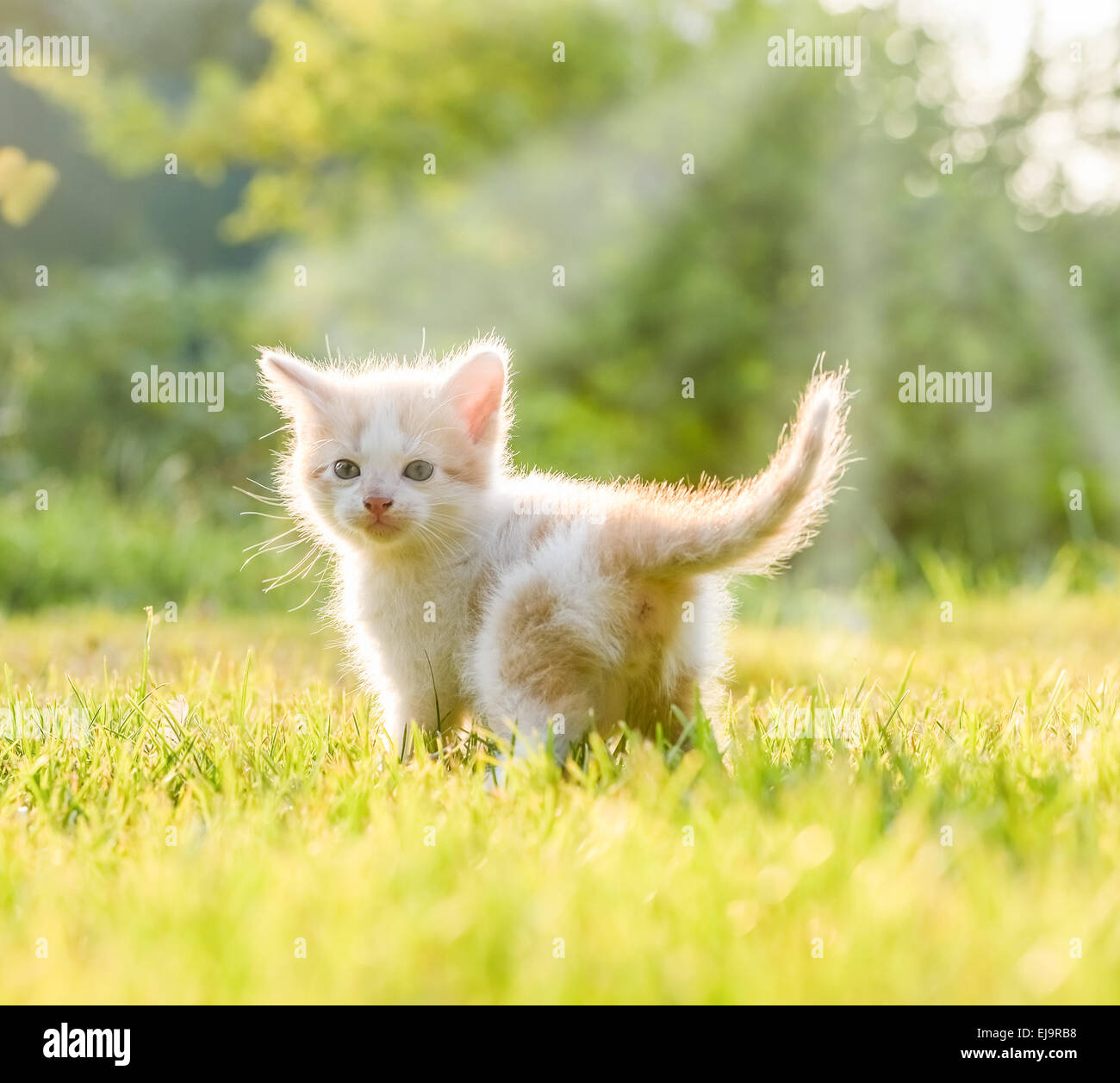 little kittens Stock Photo