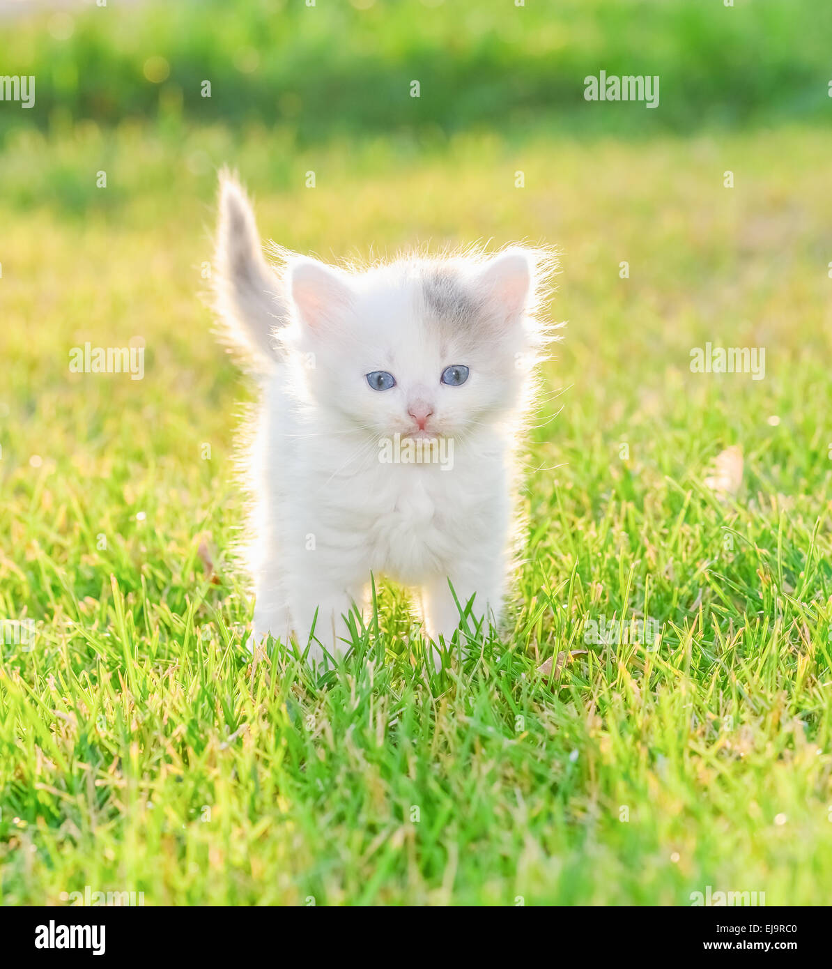 little kittens Stock Photo