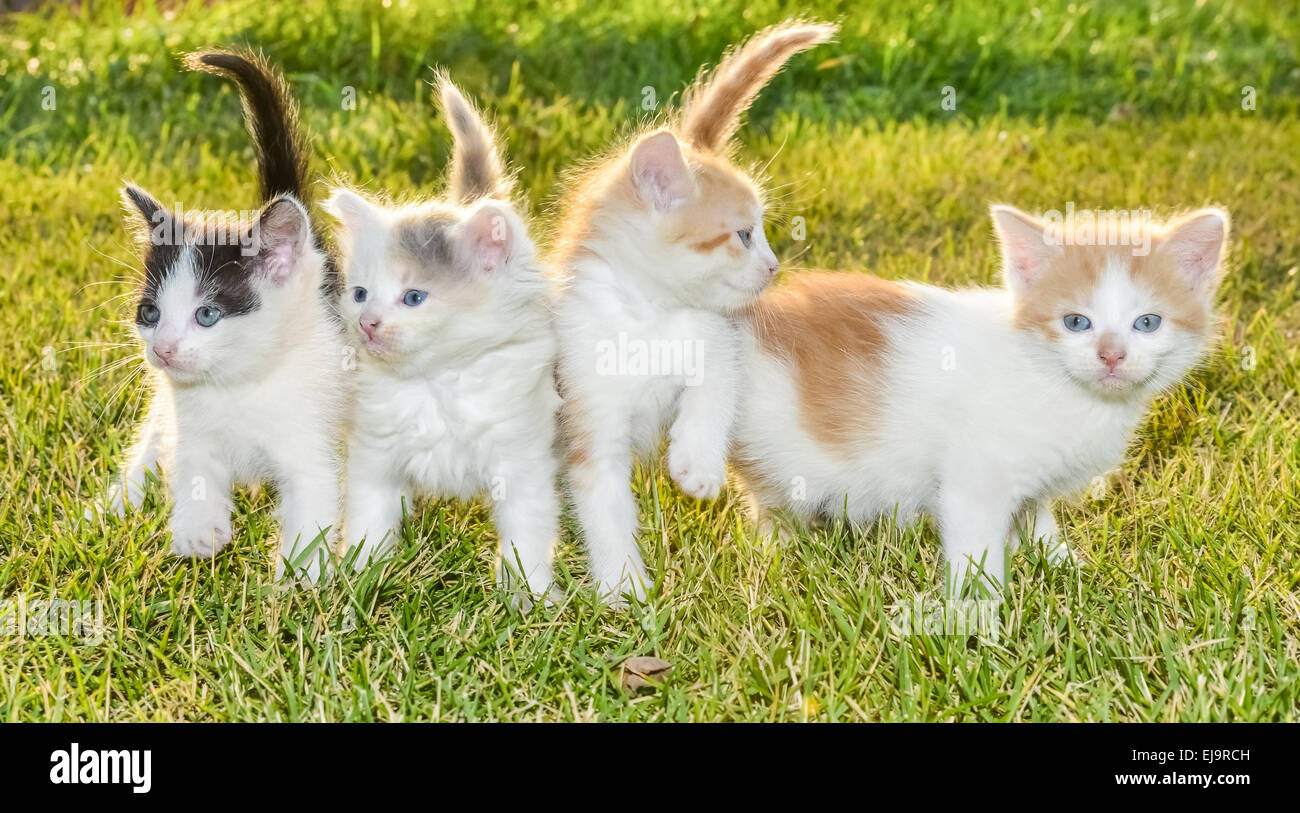 View of kittens on the grass Stock Photo - Alamy