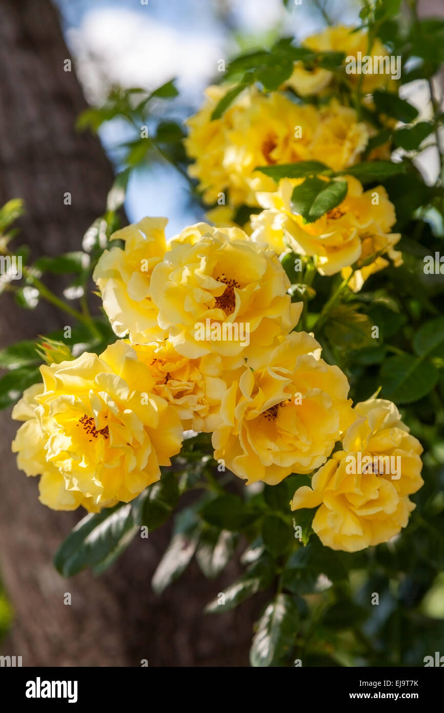 Outdoor rose hi-res stock photography and images - Alamy